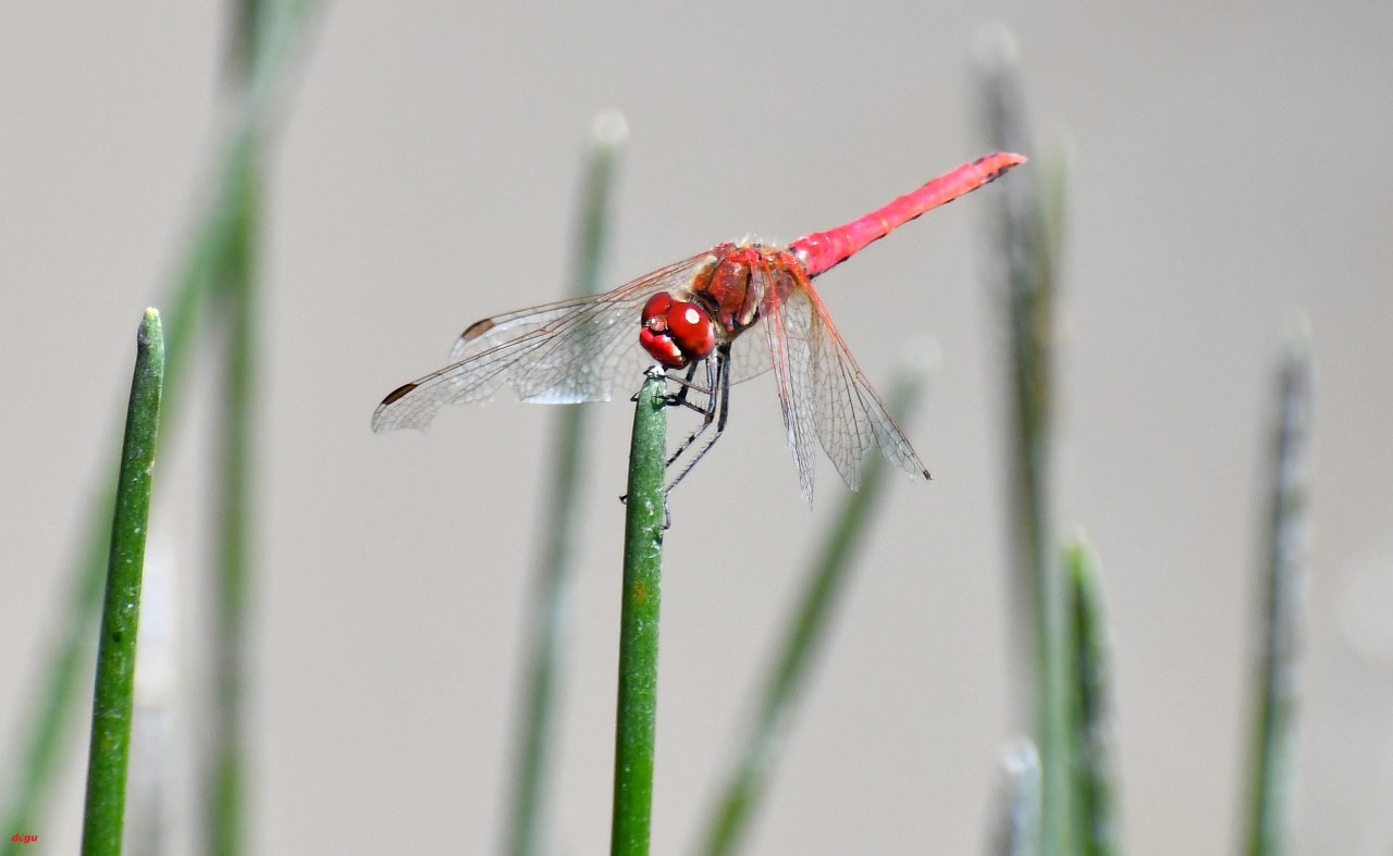 Yusufcuk böceği_1280x787