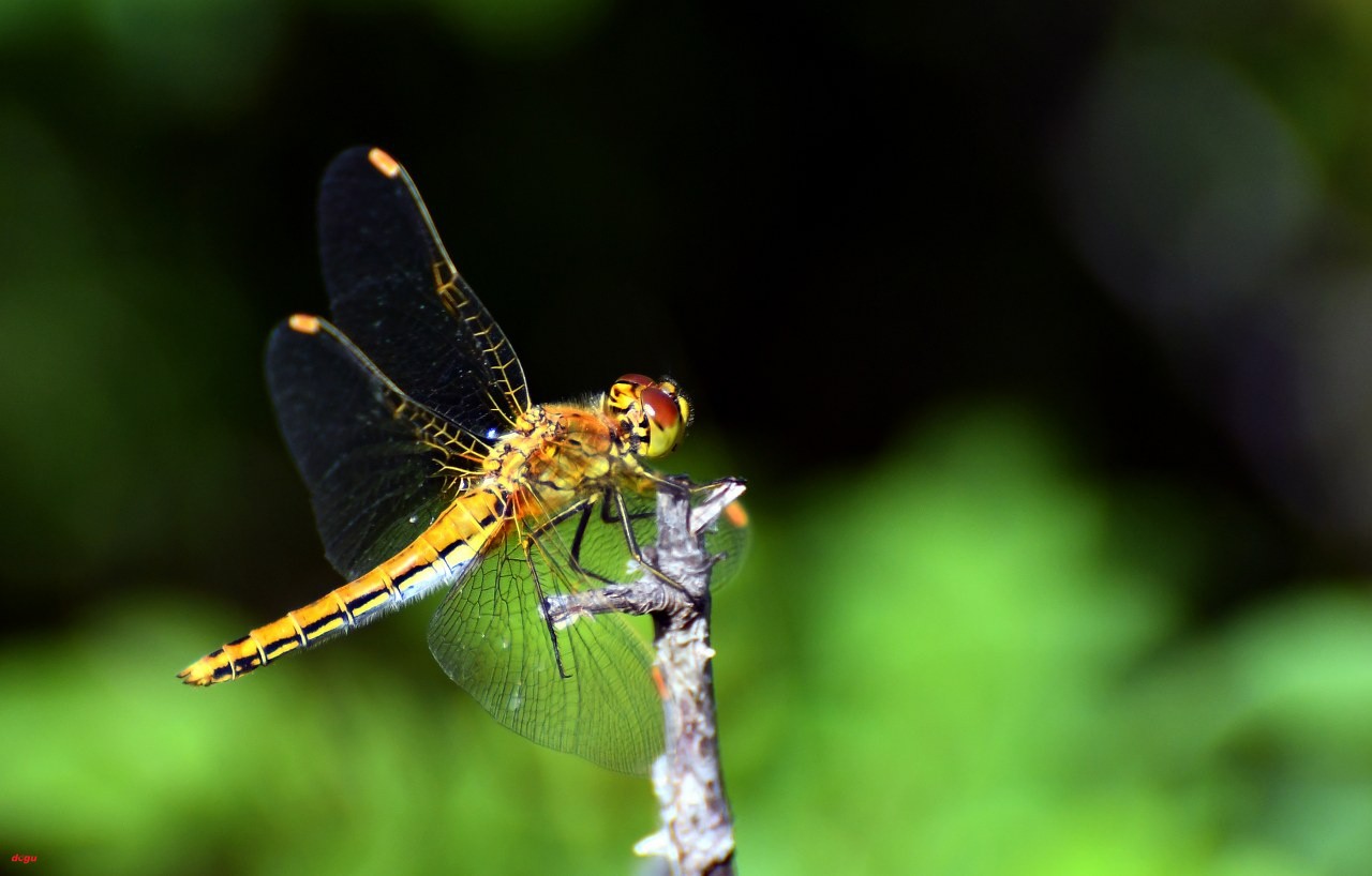 Yusufcuk böcekleri (1)_1280x818