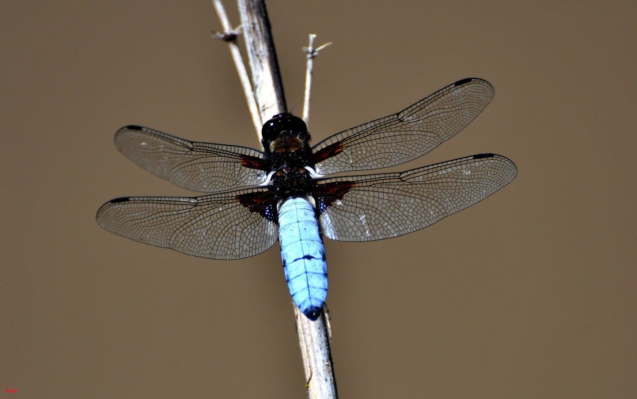 Yusufcuk böcekleri (2)_1280x802