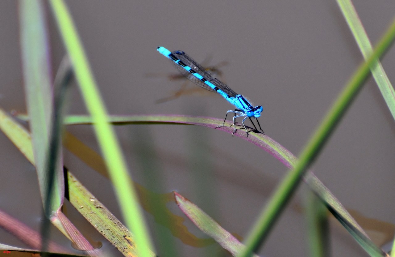 Yusufcuk böcekleri (5)_1280x831