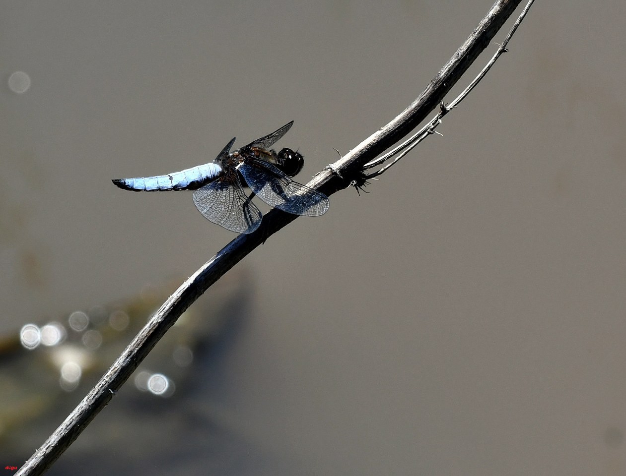 Yusufcuk böcekleri (6)_1261x960